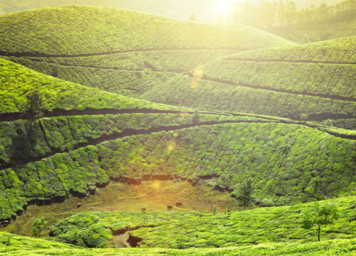 Munnar