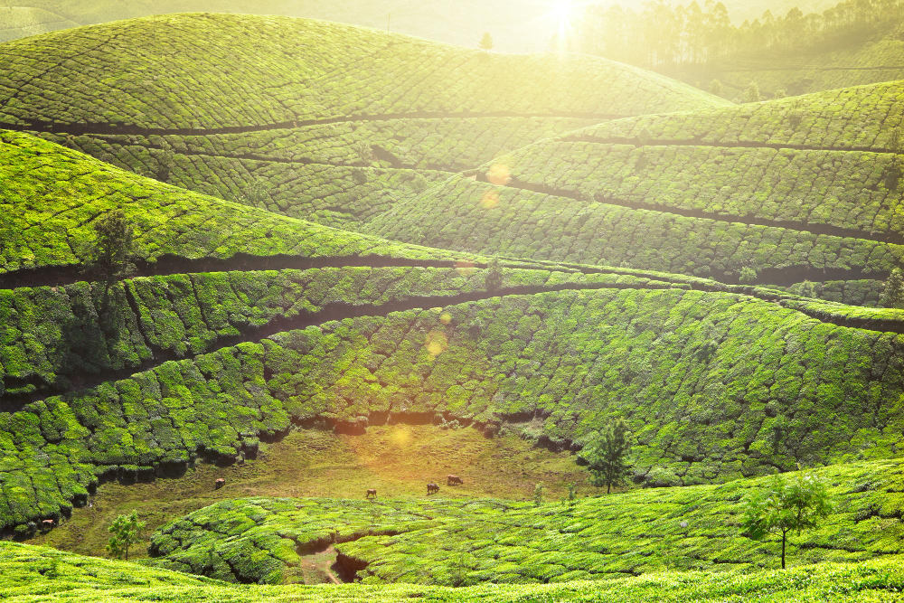 Munnar